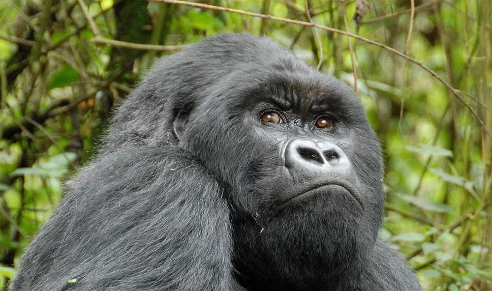 Sabyinyo Silverback Lodge